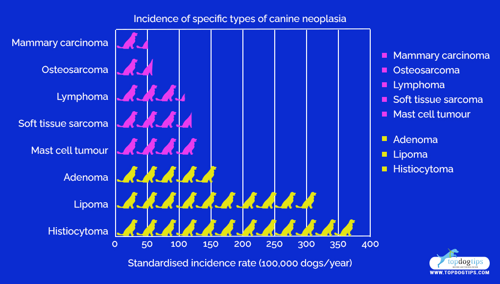8 Cancer-Causing Dog Products and Household Items (Based on Studies) - Addressing Food Causing Cancer In Dogs