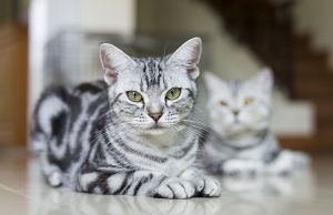 Top 10 Best Cat Breed for Apartment Living 10 best cat breeds