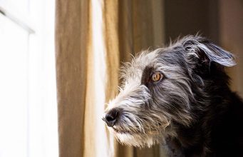 Things You Can Do To Ease Separation Anxiety In Your Dog After Covid Anxiety in dog after covid