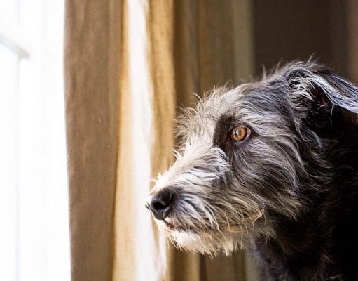 Things You Can Do To Ease Separation Anxiety In Your Dog After Covid Anxiety in dog after covid