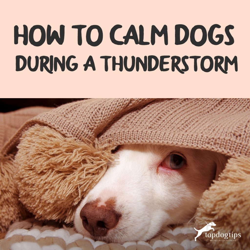 Picture of How To Calm Dogs During A Thunderstorm – Top Dog Tips
