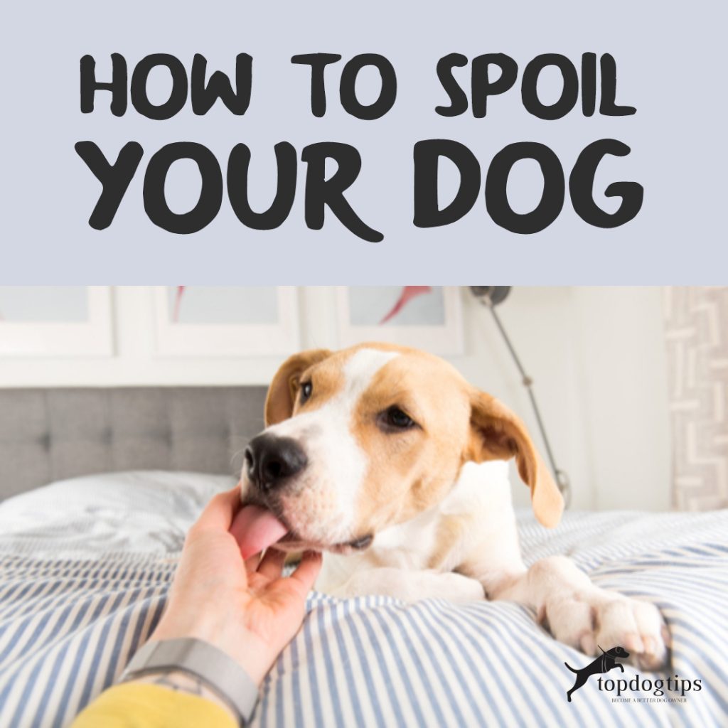 How To Spoil Your Dog For When They've Been a Good Boy/Girl