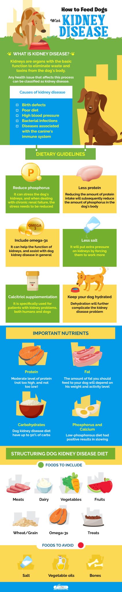 Dog Kidney Disease Diet 101: Evidence-based Guide on Feeding