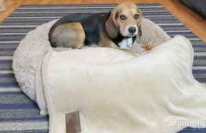 Review: Pet Craft Supply Calming Dog Bed Pet Craft Supply Calming Dog Bed