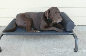 Review: PetFusion Elevated Outdoor Dog Bed PetFusion Elevated Outdoor Dog Bed