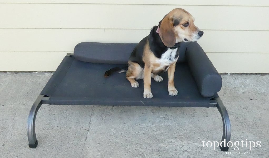 Elevated dog clearance bed reviews