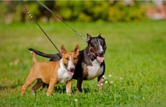 Review: Double Dog Leash Retractable & Non-Retractable double dog leash