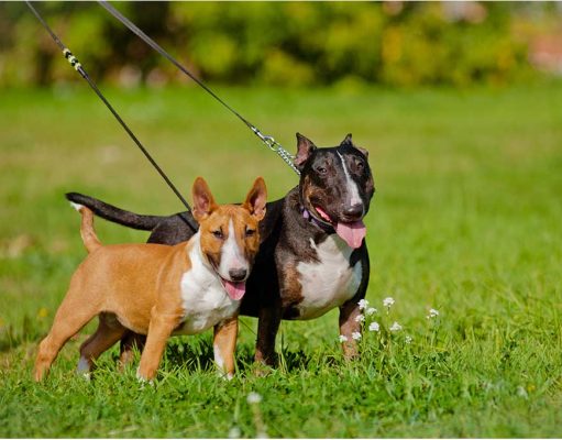 Review: Double Dog Leash Retractable & Non-Retractable double dog leash