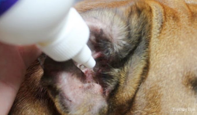 Treating a Dog Ear Infection Using Home Remedies and OTC Aids