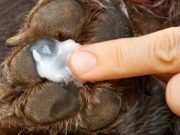 Healing Homemade Dog Paw Balm homemade dog paw balm