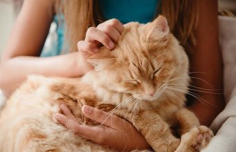 How Long Do Cats Live? – Feline Average Life Expectancy how long do cats live