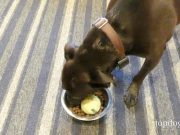 How To Make A Slow Feeder for Dogs how to make a slow feeder for dogs