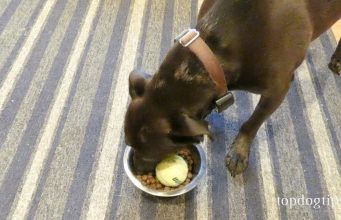 How To Make A Slow Feeder for Dogs how to make a slow feeder for dogs