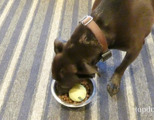 How To Make A Slow Feeder for Dogs how to make a slow feeder for dogs