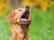 How To Teach A Dog To Catch Treats how to teach a dog to catch treats