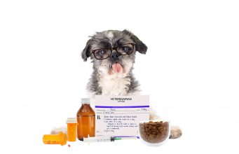 Top 6 Online Pet Medication Sites online pet medication sites