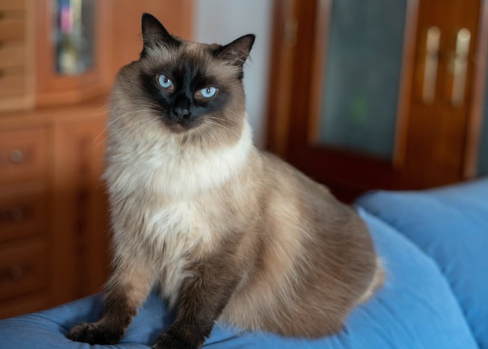 Balinese cat