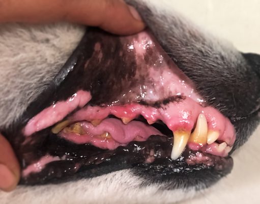 Periodontal Diseases In Dogs: Symptoms, Stages & Prevention Periodontal Diseases In Dogs : Symptoms, Stages and Prevention