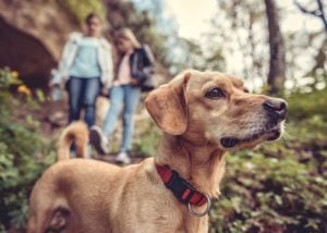 Avoid areas with wild animals