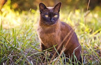 Burmese Cat Breed : Characteristics, History, and Grooming Tips Burmese Cat Breed