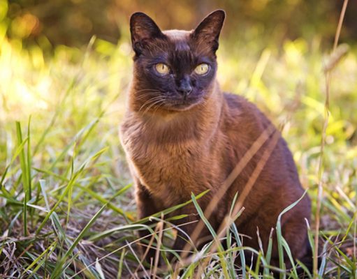 Burmese Cat Breed : Characteristics, History, and Grooming Tips Burmese Cat Breed