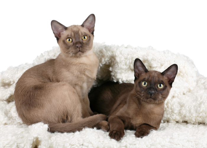 Burmese Cat Breed Characteristics, History, and Grooming Tips