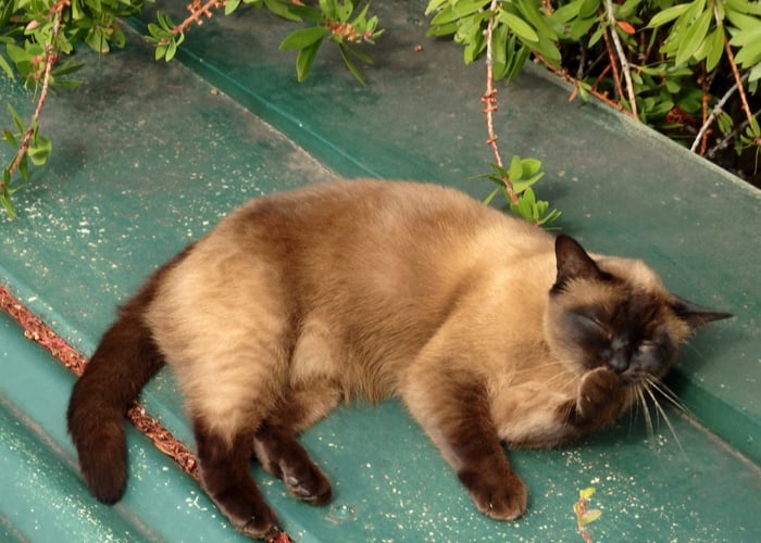 A Burmese feline licking his paws.