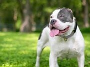 Cropping Dog Ears: Why Is It Done and How It Affects Canines Cropping Dog Ears