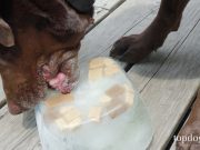DIY Dog Ice Lick for Hot Summer Days DIY dog ice lick