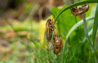 Can Dogs Eat Cicadas? Threats, Prevention Tips, and Guide Dogs Eat Cicadas