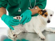 5 Tips To Keep Your Dog’s Joint Health Intact and Prevent Joint Problems Vet Checking Dog's Joint Health