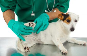 5 Tips To Keep Your Dog’s Joint Health Intact and Prevent Joint Problems Vet Checking Dog's Joint Health