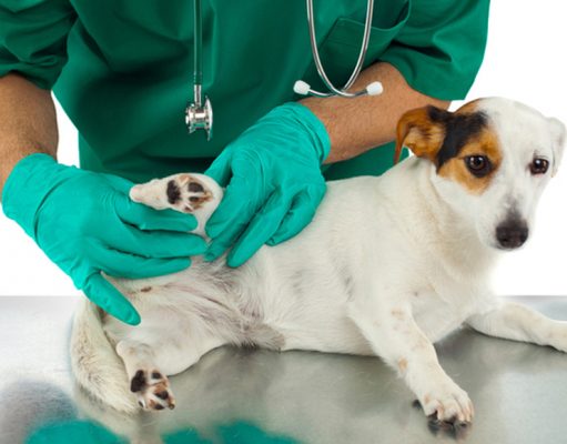 5 Tips To Keep Your Dog’s Joint Health Intact and Prevent Joint Problems Vet Checking Dog's Joint Health