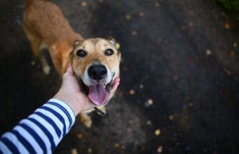 Dog’s Personality: Traits, Types, Breed-Specific, Owners Dog's personality