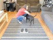 How To Weigh Your Dog At Home How To Weigh Your Dog At Home