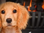 Pet’s Fire Safety : 23 Tips to Remember During the Fire Season Pet's Fire Safety
