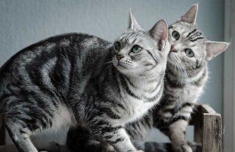 American Shorthair Cat Breed: Characteristics, Behavior, Diet and Grooming Tips american shorhaired cat breed