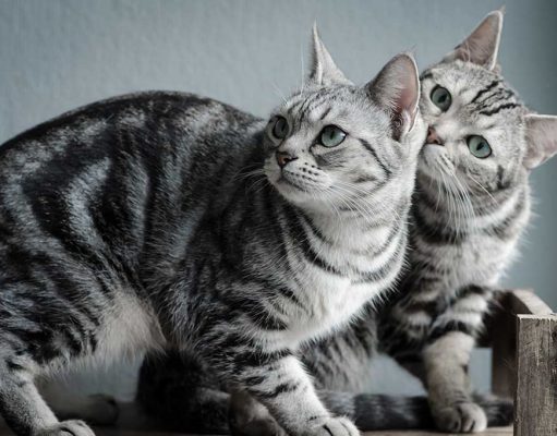 American Shorthair Cat Breed: Characteristics, Behavior, Diet and Grooming Tips american shorhaired cat breed