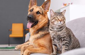 Cats vs. Dogs: Which Makes a Better Pet? cats vs. dogs