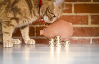 The Costs of Cat Ownership: Know This Before Getting One! cost of cat ownership