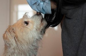 Dogs Can Detect Covid-19 Virus dogs can detect covid featured image