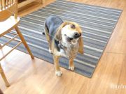 Homemade Fidget Spinner for Dogs fidget spinner for dogs