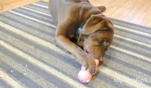 Distract with toys to ease dog anxiety on Halloween