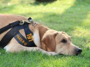 Police K-9s in Florida Are Now Protected police k-9s