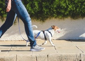 Dog walking with owner during the sun's peak hours