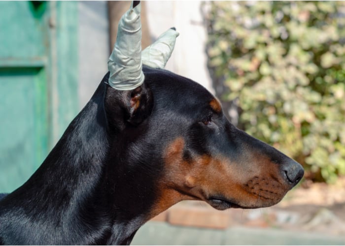 How ear cropping is done in dogs