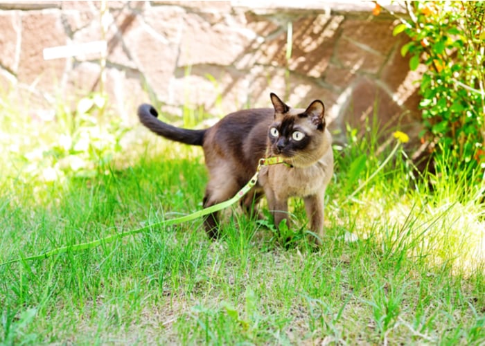 Burmese Cat Breed Lifespan