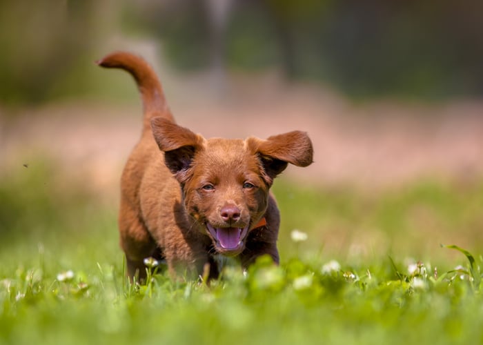 Puppy in a backyard