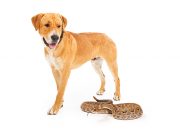 Snake Avoidance Training for Dogs snake avoidance training