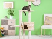 Best Cat Tree: Buying Guide and Top Picks For Felines Cat sitting atop a cat tree in front of a green colored wall